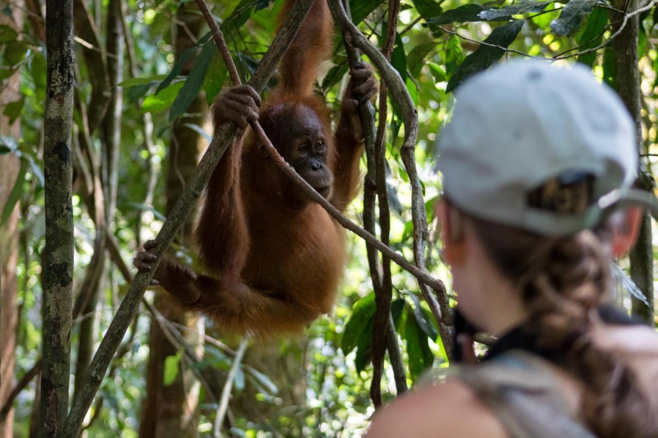 Rain Forest Guest House And Jungle Trekking Bukit Lawang Eksteriør billede